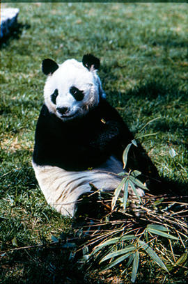 Chi Chi the Giant Panda