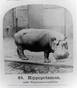 Obaysch the Hippopotamus