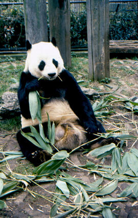 Chia Chia the Giant Panda