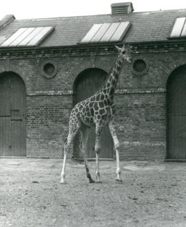 Giraffe House plans
